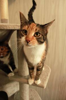 Domestic Short Hair Cats Available for Adoption - Ferrari | PetCurious