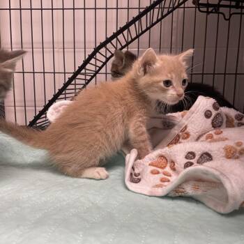 Schmidt -  Domestic Short Hair Cat for Adoption in Dickinson, Texas - Schmidt | PetCurious