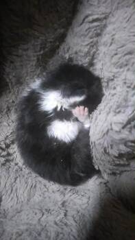 Domestic Short Hair Cats Available for Adoption in Darien, Georgia - Timothy | PetCurious