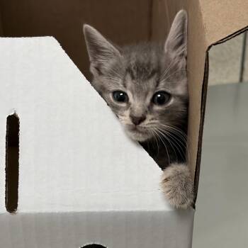 Pinto Bean -  Domestic Short Hair Cat for Adoption in Charleston, West Virginia - Pinto Bean | PetCurious