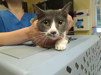 DEWEY -  Domestic Short Hair Cat for Adoption in Cookeville, Tennessee - DEWEY | PetCurious