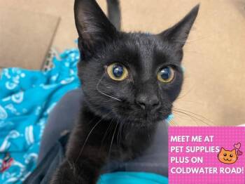 Domestic Short Hair Cats Available for Adoption in Fort Wayne, Indiana - SMUDGE | PetCurious