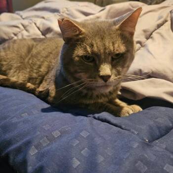 Warrior -  Domestic Short Hair Cat for Adoption in Ringtown, Pennsylvania - Warrior | PetCurious