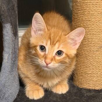 Sebastian -  Domestic Short Hair Cat for Adoption in Huntsville, Alabama - Sebastian | PetCurious