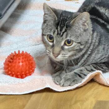Handsome -  Domestic Short Hair Cat for Adoption in Franklin, North Carolina - Handsome | PetCurious