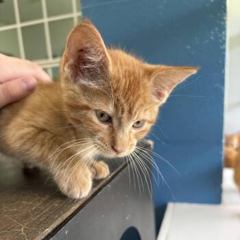 Sunscreen -  Domestic Short Hair Cat for Adoption in Carencro, Louisiana - Sunscreen | PetCurious