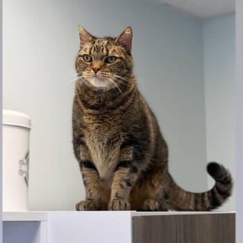 Roscoe -  Domestic Short Hair Cat for Adoption in Syosset, New York - Roscoe | PetCurious