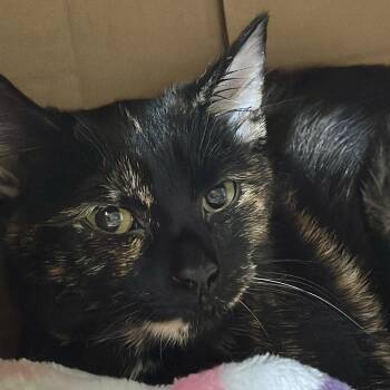 Brownie -  Domestic Short Hair Cat Available for Adoption in Victor, New York - Brownie | PetCurious