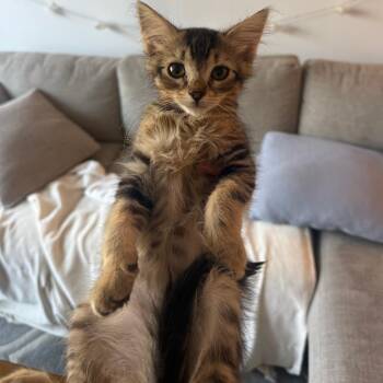 Tostitos -  Domestic Short Hair Cat for Adoption in Los Angeles, California - Tostitos | PetCurious