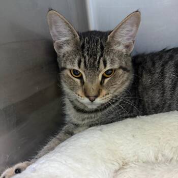Daphne -  Domestic Short Hair Cat for Adoption in Casa Grande, Arizona - Daphne | PetCurious