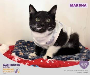 Marsha -  Domestic Short Hair Cat for Adoption in Eighty Four, Pennsylvania - Marsha | PetCurious