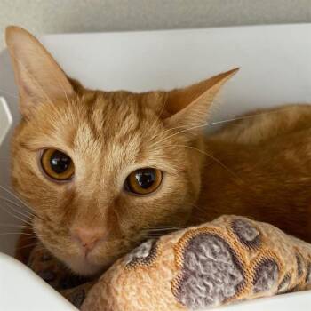 Domestic Short Hair Cats Available for Adoption in Aurora, Colorado - TWIX | PetCurious