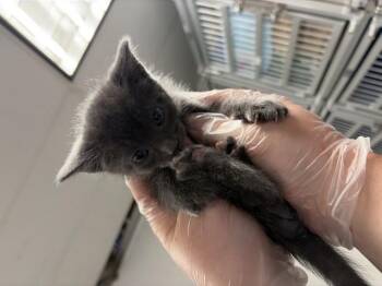 GILLIGAN -  Domestic Short Hair Cat for Adoption in San Bernardino, California - GILLIGAN | PetCurious