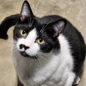 Rescue Domestic Short Hair Cats for Adoption in Chuckey, Tennessee - Oreo | PetCurious