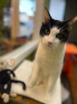 Domestic Short Hair Cats Available for Adoption - Max | PetCurious