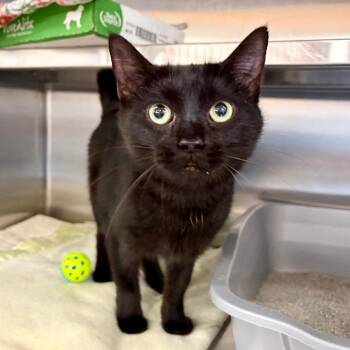 Black Betty -  Domestic Short Hair Cat for Adoption in Buffalo, New York - Black Betty | PetCurious