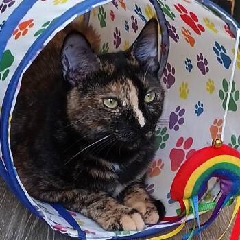 Rescue Domestic Short Hair Cats for Adoption in Springfield, Oregon - Sunshine | PetCurious