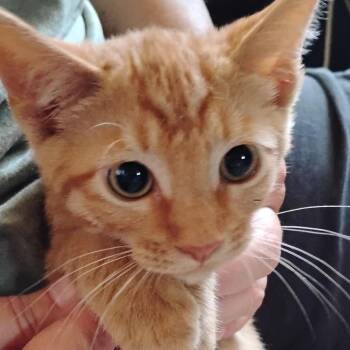 Mocktail -  Domestic Short Hair Cat for Adoption in Grantsville, Utah - Mocktail | PetCurious