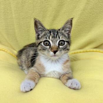 Angeles -  Domestic Short Hair Cat for Adoption in Hawthorne, California - Angeles | PetCurious