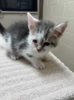 Domestic Short Hair Cats Available for Adoption in Westland, Michigan - Crane | PetCurious