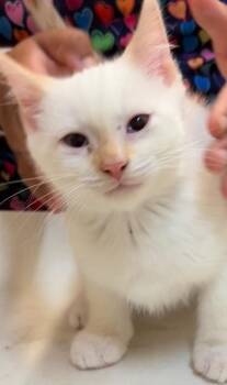 HAYES -  Siamese Cat for Adoption in Elizabethton, Tennessee - HAYES | PetCurious