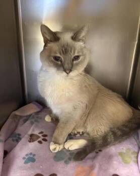 Siamese and Domestic Short Hair Cats Available for Adoption in Black Eagle, Montana - Lady Mae | PetCurious