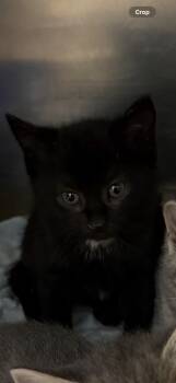 Rescue Domestic Short Hair Cats for Adoption in Ellijay, Georgia - Onyx | PetCurious
