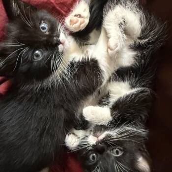 Pancake & Patty Melt -  Domestic Short Hair Cat for Adoption in New York, New York - Pancake & Patty Melt | PetCurious