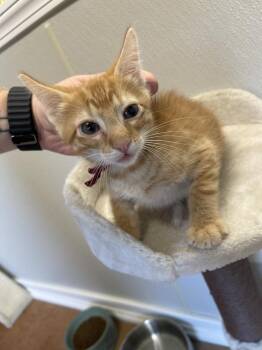 Skipper -  Domestic Short Hair Cat for Adoption in Bolivar, Missouri - Skipper | PetCurious