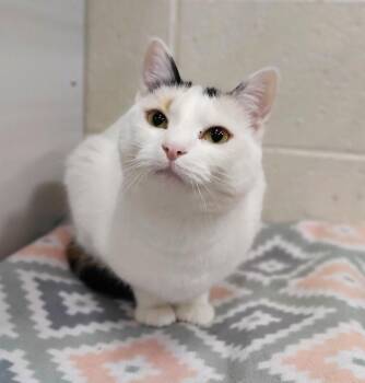 Powder -  Domestic Short Hair Cat for Adoption in Fruit Heights, Utah - Powder | PetCurious