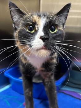 Domestic Short Hair Cats Available for Adoption - Candy | PetCurious
