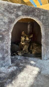 Stinkum -  Domestic Short Hair Cat for Adoption in East Lansing, Michigan - Stinkum | PetCurious