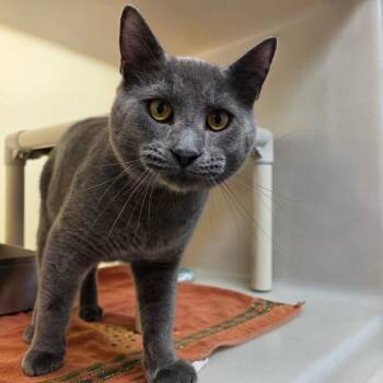 Earl Gray -  Domestic Short Hair Cat for Adoption in Harrisonburg, Virginia - Earl Gray | PetCurious