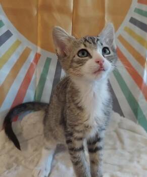 Davy -  Domestic Short Hair Cat for Adoption in Millcreek, Utah - Davy | PetCurious