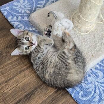 Domestic Short Hair Cats Available for Adoption in Bel Air, Maryland - Louise | PetCurious
