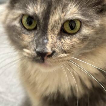 Ceci... graceful and cuddly -  Domestic Short Hair Cat for Adoption in Palm Coast, Florida - Ceci... Graceful And Cuddly | PetCurious