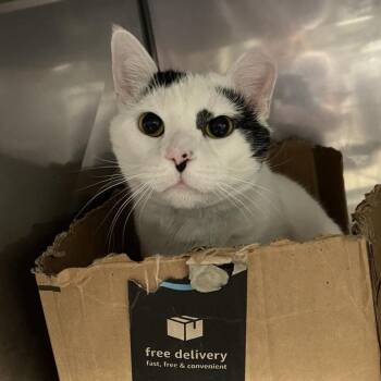 Rescue Domestic Short Hair Cats for Adoption in Lyndhurst, Virginia - Parsifal | PetCurious