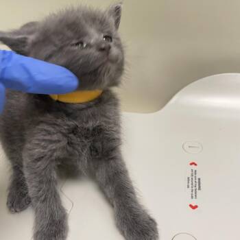 Andre -  Domestic Short Hair Cat for Adoption in Lynchburg, Virginia - Andre | PetCurious