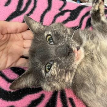 1854RJ17 Jerry -  Domestic Short Hair Cat for Adoption in Columbia, Missouri - 1854RJ17 Jerry | PetCurious