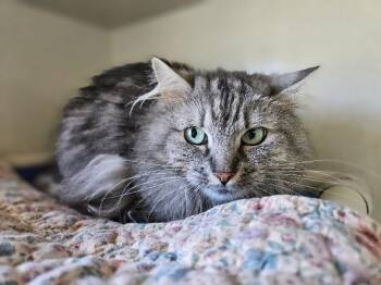 Lemon Zest -  Domestic Medium Hair Cat for Adoption in Fort Collins, Colorado - Lemon Zest | PetCurious