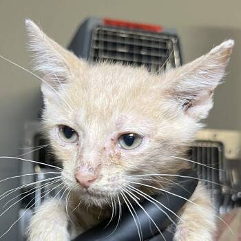 Achilles -  Domestic Short Hair Cat for Adoption in Palm Springs, California - Achilles | PetCurious