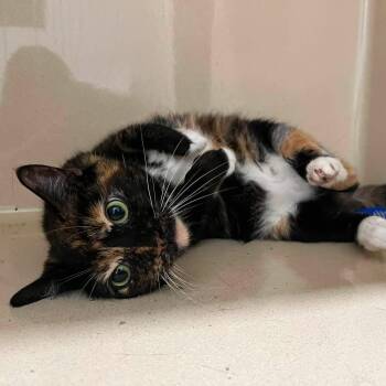 Wymm -  Domestic Short Hair Cat for Adoption in Evanston, Illinois - Wymm | PetCurious