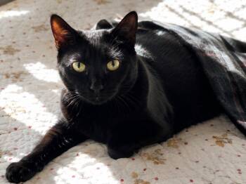 Nia -  Domestic Short Hair Cat for Adoption in Wheaton, Illinois - Nia | PetCurious