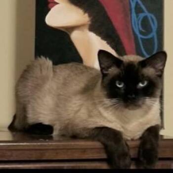 Milo -  Siamese Cat for Adoption in Galesburg, Illinois - Milo | PetCurious