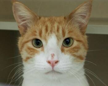 CHEETO PUFF -  Domestic Short Hair Cat for Adoption in Loveland, Colorado - CHEETO PUFF | PetCurious