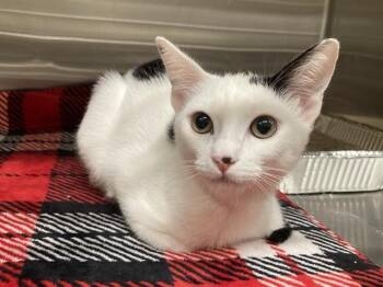 LILY -  Domestic Short Hair Cat for Adoption in Tustin, California - LILY | PetCurious
