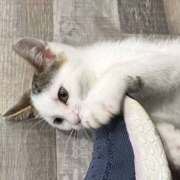 Rescue Domestic Short Hair Cats for Adoption in Plainfield, Illinois - Tofu | PetCurious