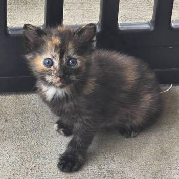 Domestic Short Hair Cats Available for Adoption in La Grange, Kentucky - Peaches | PetCurious