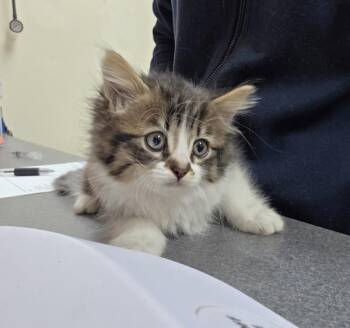 Winnie -  Domestic Medium Hair Cat for Adoption in Kennewick, Washington - Winnie | PetCurious