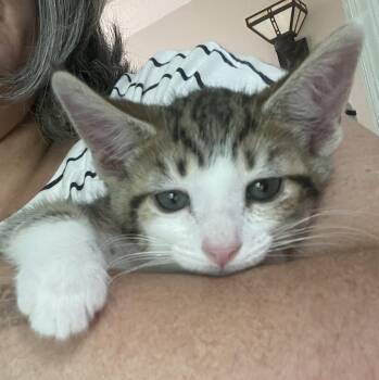 Tabby Cats Available for Adoption in Albuquerque, New Mexico - Santiago | PetCurious